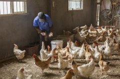 拉白痢、喜臥、腿瘸等大腸桿菌現(xiàn)象層出不窮？