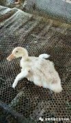 鴨子病毒性漿膜炎大片傷亡！根本治不住都想放