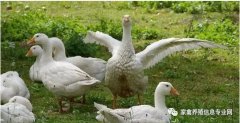 怎么治療鵝痛風(fēng)問題？快進(jìn)來看看！