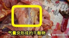 家禽氣囊炎其實(shí)不難治，找對(duì)方法最重要！